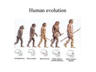 Human evolution

 