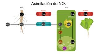 Asimilación de NO3
-
NO3
-
NH4
-
C5N2
floema
xilema
NO3
- NO3
-
C5N2
floema
C5N2C5N2
C5N2
NO3
-
NO2
-
NO2
-
NH4
+
NO3
-
NiR
6e-
+C
ATP,Mg,
GS
NR 2e-
Glutamina
Raíz Hoja
vacuola
 