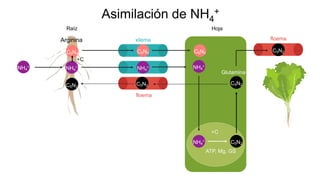 Asimilación de NH4
+
C6N4
floema
xilema
C5N2
C5N2
floema
C5N2
C5N2
C5N2
+C
ATP, Mg, GS
Glutamina
Raíz Hoja
C6N4
NH4
+ NH4
+ NH4
+
NH4
+
C6N4
NH4
+
+C
Arginina
 