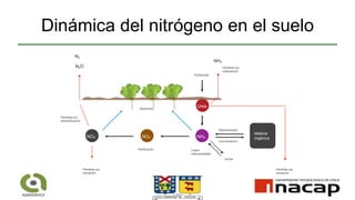 Dinámica del nitrógeno en el suelo
Urea
NO3
- NO2
- NH4
-
Nitrificación
N2
N2O
Fertilizante
NH3
Pérdidas por
volatización
Pérdidas por
desnitrificación
Absorción
Mineralización
Inmovilización
Materia
orgánica
Pérdidas por
lixiviación
Catión
intercambiable
Arcilla
Pérdidas por
lixiviación
 