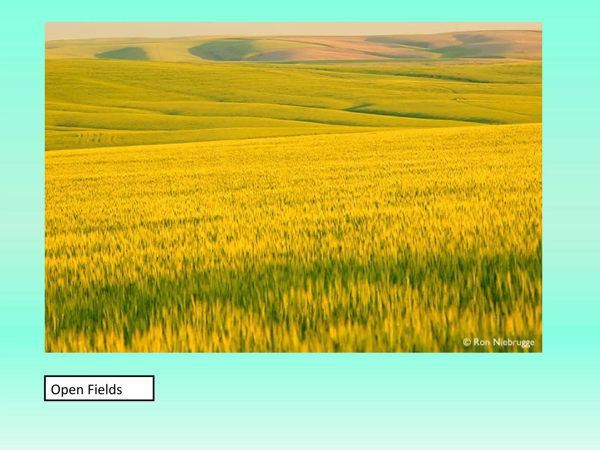 Open Fields