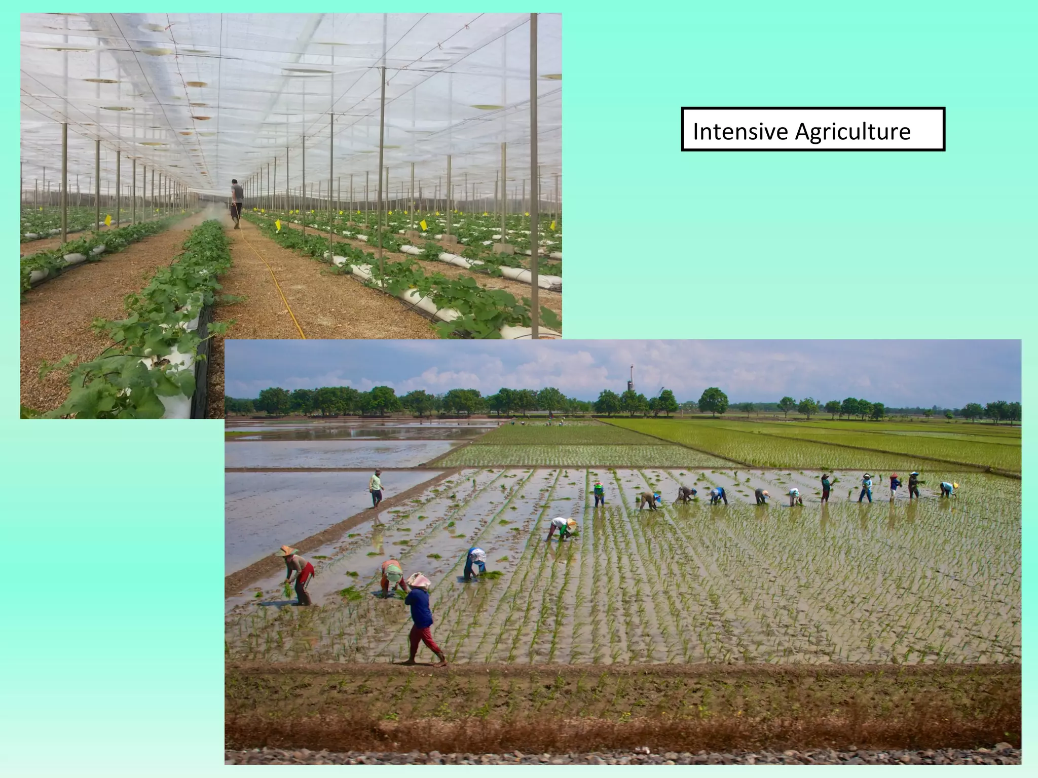 Intensive Agriculture