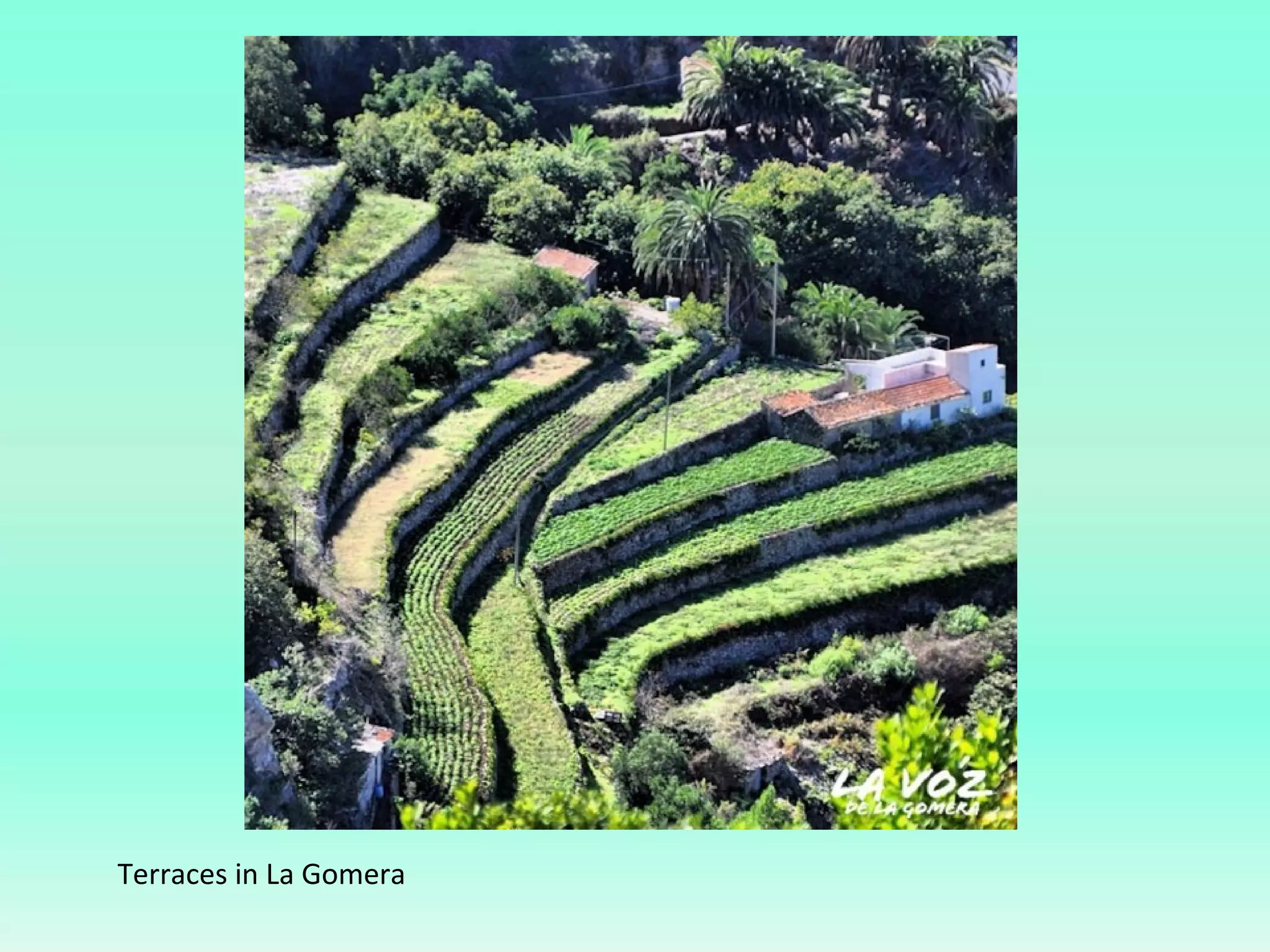Terraces in La Gomera
