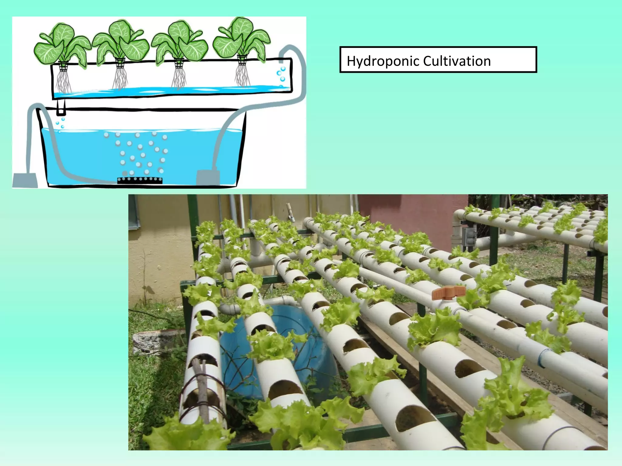 Hydroponic Cultivation