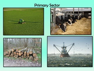Primary Sector
 