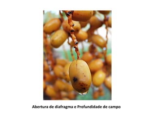 Abertura de diafragma e Profundidade de campo
 