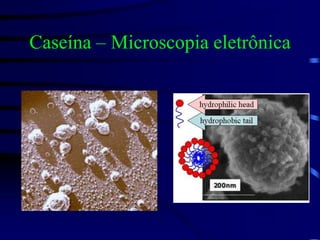 Caseína – Microscopia eletrônica
 