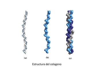 Bioquímica de las proteínas estructurales | PPTX