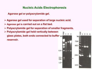 Nucleic Acids Electrophoresis
Agarose gel or polyacrylamide gel.
 Agarose gel used for separation of large nucleic acid.
 Agarose gel is carried out on a flat bed.
 Polyacrylamide gel for separation of smaller fragments.
 Polyacrylamide gel held vertically between
glass plates, both ends connected to buffer
reservoir.
 