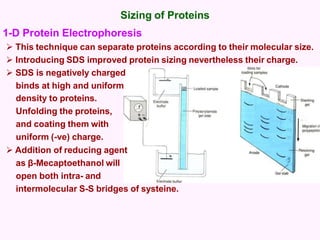 Sizing of Proteins
1-D Protein Electrophoresis
 This technique can separate proteins according to their molecular size.
 Introducing SDS improved protein sizing nevertheless their charge.
 SDS is negatively charged
binds at high and uniform
density to proteins.
Unfolding the proteins,
and coating them with
uniform (-ve) charge.
 Addition of reducing agent
as β-Mecaptoethanol will
open both intra- and
intermolecular S-S bridges of systeine.
 