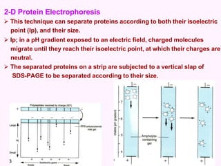 2-D Protein Electrophoresis
 This technique can separate proteins according to both their isoelectric
point (Ip), and their size.
 Ip; in a pH gradient exposed to an electric field, charged molecules
migrate until they reach their isoelectric point, at which their charges are
neutral.
 The separated proteins on a strip are subjected to a vertical slap of
SDS-PAGE to be separated according to their size.
 