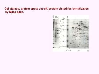 Gel stained, protein spots cut-off, protein eluted for identification
by Mass Spec.
 