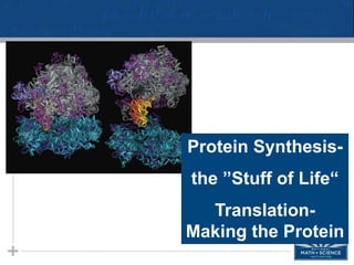 Protein Synthesis-
the ”Stuff of Life“
Translation-
Making the Protein
 