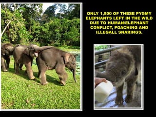 ONLY 1,500 OF THESE PYGMY
ELEPHANTS LEFT IN THE WILD
DUE TO HUMAN/ELEPHANT
CONFLICT, POACHING AND
ILLEGALL SNARINGS.
 