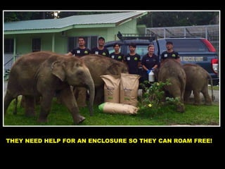 THEY NEED HELP FOR AN ENCLOSURE SO THEY CAN ROAM FREE!
 