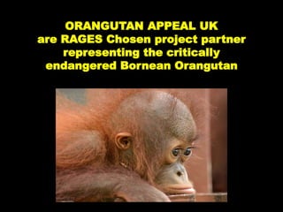 ORANGUTAN APPEAL UK
are RAGES Chosen project partner
representing the critically
endangered Bornean Orangutan
 