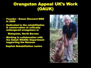Orangutan Appeal UK’s Work
(OAUK)
• Founder - Susan Sheward MBE
in 2000
• Dedicated to the rehabilitation
& conservation of critically
endangered orangutans in
Malaysian, North Borneo
• Working in collaboration with
the Sabah Wildlife Department
supporting the Renown
Sepilok Rehabilitation centre
 