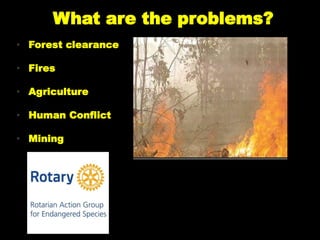 • Forest clearance
• Fires
• Agriculture
• Human Conflict
• Mining
What are the problems?
 