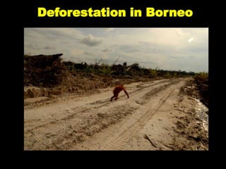 Deforestation in Borneo
 