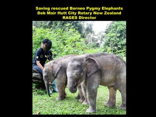 Saving rescued Borneo Pygmy Elephants
Deb Mair Hutt City Rotary New Zealand
RAGES Director
 