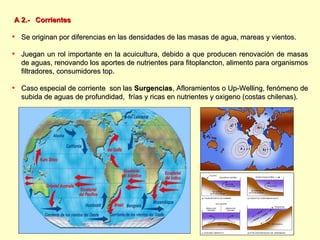 A 2.-   Corrientes Se originan por diferencias en las densidades de las masas de agua, mareas y vientos. Juegan un rol importante en la acuicultura, debido a que producen renovación de masas de aguas, renovando los aportes de nutrientes para fitoplancton, alimento para organismos filtradores, consumidores top. Caso especial de corriente  son las  Surgencias , Afloramientos o Up-Welling, fenómeno de subida de aguas de profundidad,  frías y ricas en nutrientes y oxigeno (costas chilenas). 