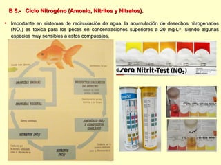 B 5.-  Ciclo Nitrogéno (Amonio, Nitritos y Nitratos). Importante en sistemas de recirculación de agua, la acumulación de desechos nitrogenados (NO 2 ) es toxica para los peces en concentraciones superiores a 20 mg∙L -1 , siendo algunas especies muy sensibles a estos compuestos. 