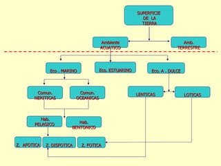 SUPERFICIE DE  LA TIERRA Amb. TERRESTRE Ambiente ACUATICO Eco. ESTUARINO Eco . MARINO Eco. A . DULCE Comun. NERITICAS Comun. OCEANICAS Hab. PELAGICO Hab. BENTONICO Z.  AFOTICA Z. FOTICA LOTICAS LENTICAS Z. DISFOTICA 