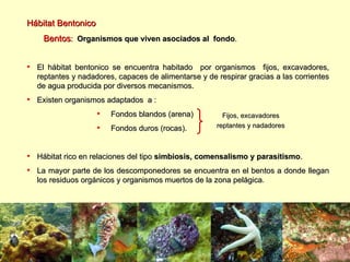 Hábitat Bentonico Bentos :  Organismos que viven asociados al  fondo . El hábitat bentonico se encuentra habitado  por organismos  fijos, excavadores, reptantes y nadadores, capaces de alimentarse y de respirar gracias a las corrientes de agua producida por diversos mecanismos.  Existen organismos adaptados  a : Fondos blandos (arena)  Fondos duros (rocas). Hábitat rico en relaciones del tipo  simbiosis, comensalismo y parasitismo . La mayor parte de los descomponedores se encuentra en el bentos a donde llegan los residuos orgánicos y organismos muertos de la zona pelágica . Fijos, excavadores reptantes y nadadores 