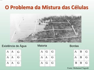 A G
A
A A G
A A G
A G
G
A A G
A G G
A G
B
A B G
B B G
Existência de Água Maioria Bordas
Fonte: Mohamed Yagoub
O Problema da Mistura das Células
 