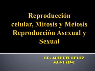 Reproducción celular, Mitosis y MeiosisReproducción Asexual y Sexual DR. ALBERTO PÉREZ MONTALVO 