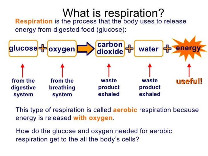 When Food Is Digested Where The Energy Stored When Food Is Digested Where The Energy Stored