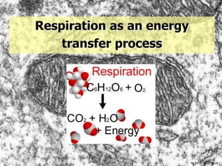 Respiration as an energy
    transfer process




                           ALBIO9700/2006JK
 