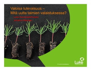 © Luonnonvarakeskus© Luonnonvarakeskus
Luke Suonenjoki/Kuopio
Johanna Riikonen (
Valoisa tulevaisuus –
Mitä uutta taimien valaistuksessa?
 