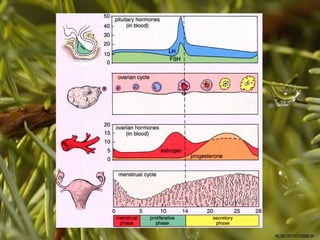 02 Roles of Hormones in the Menstrual Cycle | PPT