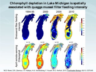 3
NATIONAL OCEANIC AND ATMOSPHERIC ADMINISTRATION
GREAT LAKES ENVIRONMENTAL RESEARCH LAB I ANN ARBOR MI
1994-95 2000 2005 2010
Aprilremote-sensing
Chlorophyll
Dreissenidfilterfeeding
intensity
M.D. Rowe, D.R. Obenour, T.F. Nalepa, H.A. Vanderploeg, F. Yousef, W.C. Kerfoot. 2015. Freshwater Biology, 60(11): 2270-85
Chlorophyll depletion in Lake M ichigan isspatially
associated with quagga mussel filter feeding intensity
 