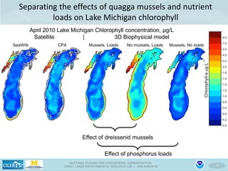 4
NATIONAL OCEANIC AND ATMOSPHERIC ADMINISTRATION
GREAT LAKES ENVIRONMENTAL RESEARCH LAB I ANN ARBOR MI
Separating the effects of quagga mussels and nutrient
loads on Lake Michigan chlorophyll
April 2010 Lake Michigan Chlorophyll concentration, μg/L
Satellite | 3D Biophysical model
Effect of phosphorus loads
Effect of dreissenid mussels
 