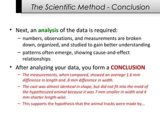 The Scientific Method - Conclusion
• Next, an analysis of the data is required:
– numbers, observations, and measurements are broken
down, organized, and studied to gain better understanding
– patterns often emerge, showing cause-and-effect
relationships
• After analyzing your data, you form a CONCLUSION
– The measurements, when compared, showed an average 1.6 mm
difference in length and .8 mm difference in width.
– The cast was almost identical in shape, but did not fit into the mold of
the hypothesized animal because it was 7 mm smaller in width and 4
mm shorter length-wise.
– This supports the hypothesis that the animal tracks were made by...
 