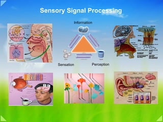 Sensory Signal Processing
             Information




     Sensation         Perception
 