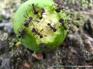 SOCIABILIZAÇÃO   do espaço público 
