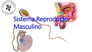 Sistema Reproductor
Masculino
 