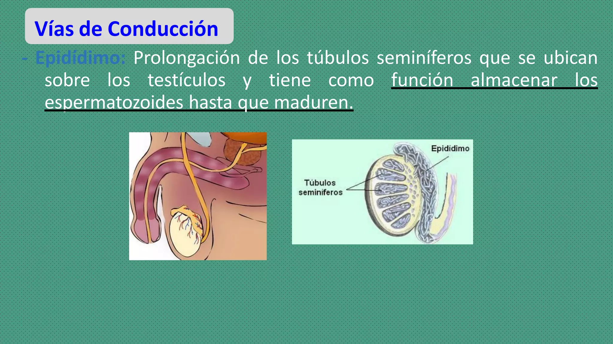 sistema reproductor-masculino