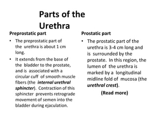 Anatomi Sistem Perkemihan atau Urinaria.pdf