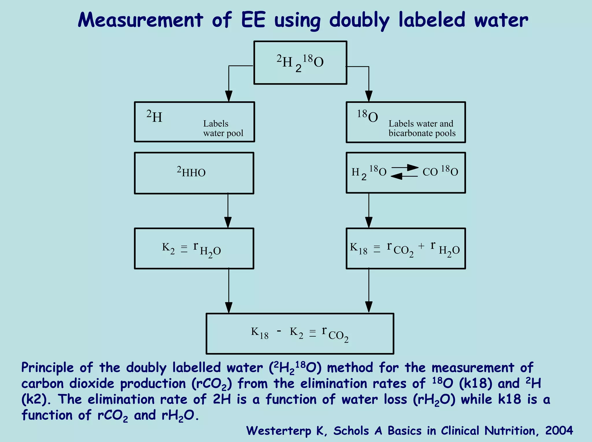 Measurement of EE using doubly labeled water
                                                2H 18 O
                                                  2



                   2H                                                  18 O
                             Labels                                              Labels water and
                             water pool                                          bicarbonate pools


                        2HHO                                          H 2 18 O              CO 18 O




                     K2 =   rH                                        K18 =      r CO       +   rH
                                 2O                                                     2            2O




                                          K18   -   K2 =   r CO
                                                                  2


Principle of the doubly labelled water (2H218O) method for the measurement of
carbon dioxide production (rCO2) from the elimination rates of 18O (k18) and 2H
(k2). The elimination rate of 2H is a function of water loss (rH2O) while k18 is a
function of rCO2 and rH2O.
                                          Westerterp K, Schols A Basics in Clinical Nutrition, 2004
 
