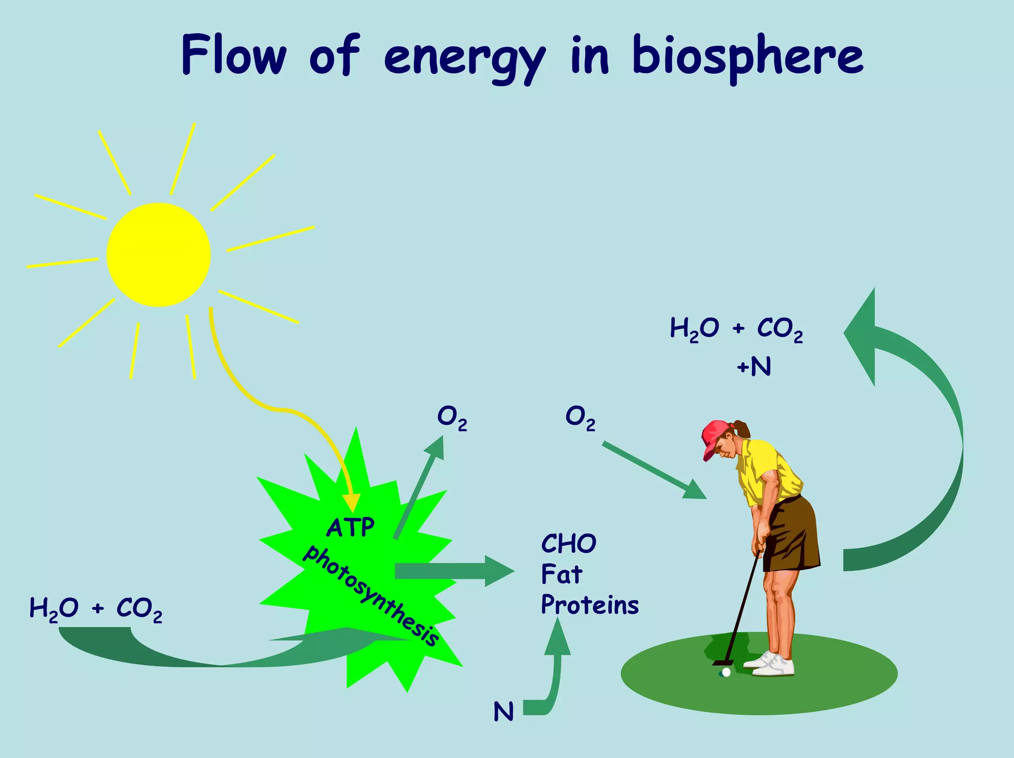 Flow of energy in biosphere




                                                       H2O + CO2
                                                           +N
                                   O2        O2



                  ATP
                ph                          CHO
                  ot
                    os                      Fat
                      yn
H2O + CO2                th                 Proteins
                            es
                              is


                                        N
 