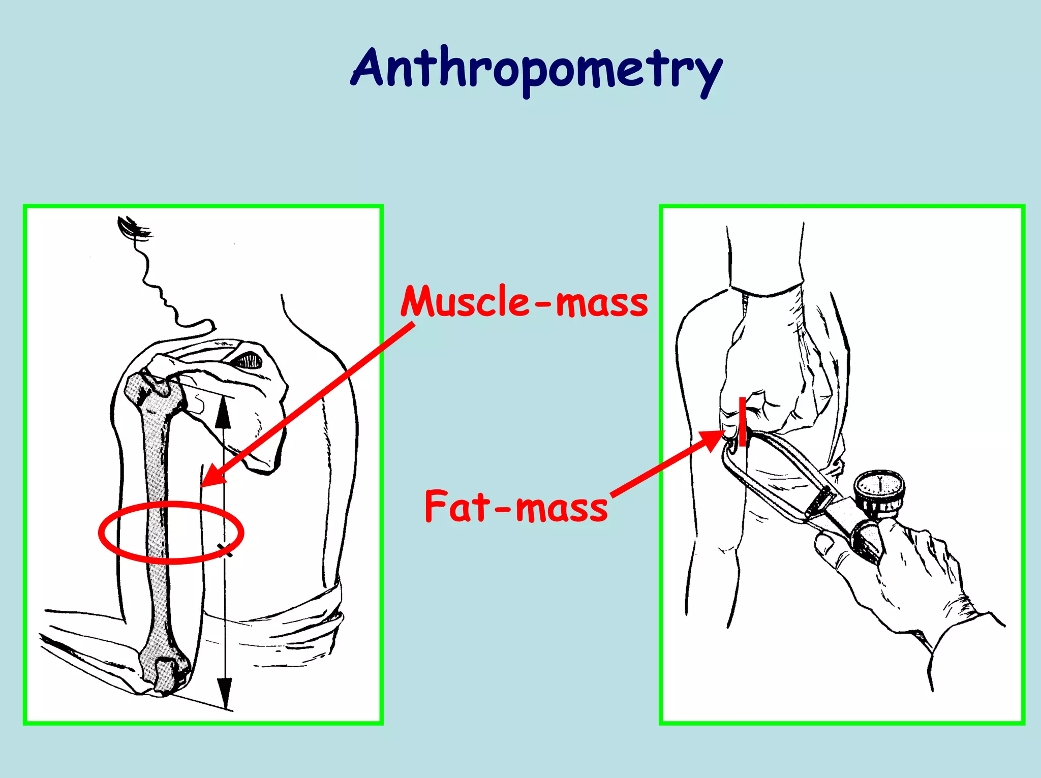 Anthropometry



 Muscle-mass




  Fat-mass
 