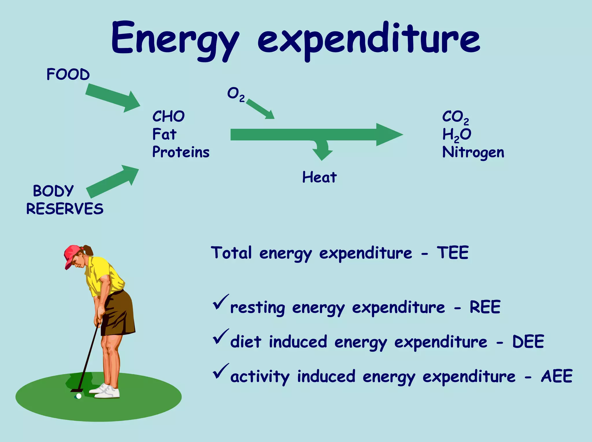 Energy expenditure
  FOOD
                         O2
             CHO                                   CO2
             Fat                                   H 2O
             Proteins                              Nitrogen
                                  Heat
 BODY
RESERVES

                        Total energy expenditure - TEE


                          resting energy expenditure - REE

                          diet induced energy expenditure - DEE

                          activity induced energy expenditure - AEE
 