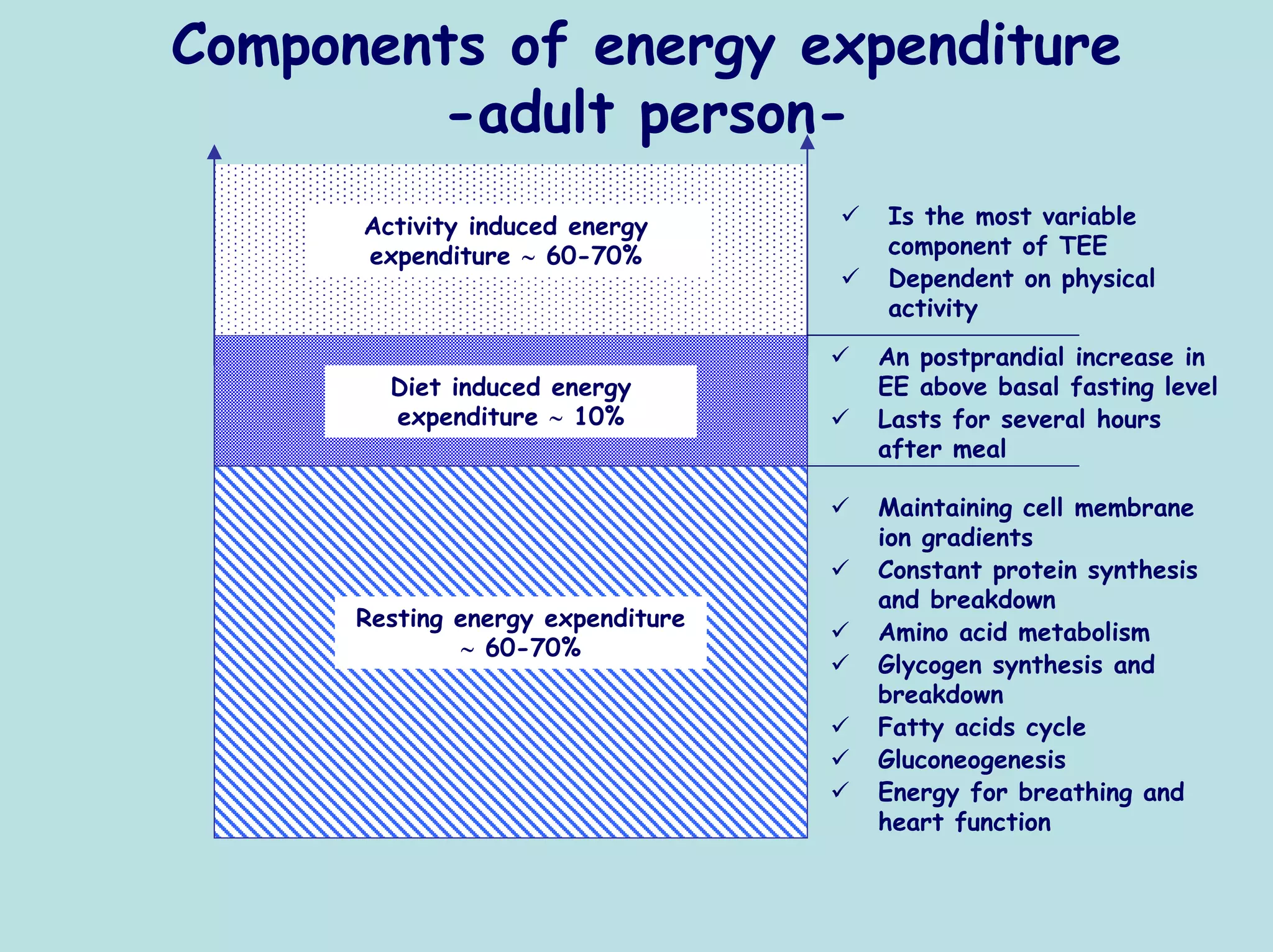 Components of energy expenditure
        -adult person-
      Activity induced energy      Is the most variable
      expenditure ∼ 60-70%         component of TEE
                                   Dependent on physical
                                   activity
                                   An postprandial increase in
        Diet induced energy        EE above basal fasting level
        expenditure ∼ 10%          Lasts for several hours
                                   after meal

                                   Maintaining cell membrane
                                   ion gradients
                                   Constant protein synthesis
                                   and breakdown
      Resting energy expenditure
                                   Amino acid metabolism
              ∼ 60-70%
                                   Glycogen synthesis and
                                   breakdown
                                   Fatty acids cycle
                                   Gluconeogenesis
                                   Energy for breathing and
                                   heart function
 