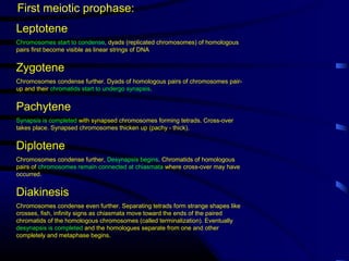 spermatogenesis | PPT