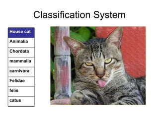 02 taxonomy | PPT