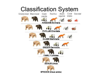 02 taxonomy | PPT
